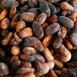 investimento cacao