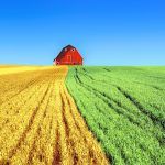 campo mais