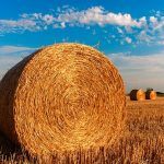investire sui beni agricoli