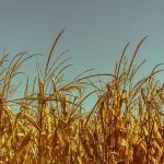 spighe di grano