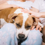 divorzio affido cane